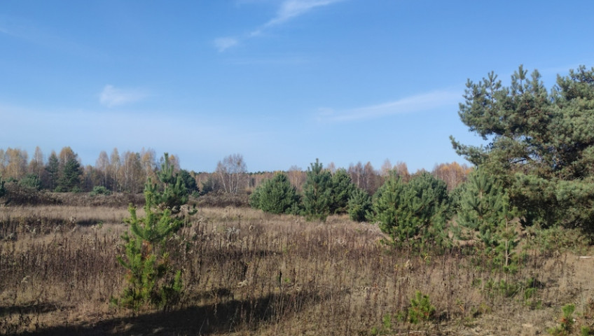 Działka Sprzedaż Borzęcin Duży Trakt Królewski